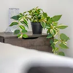 Mackenzie Signature In Daire *